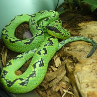 Guatemalan Palm Viper Facts and Pictures