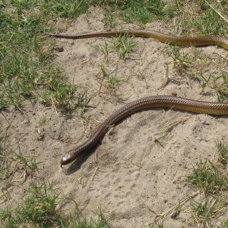 Cape Cobra Facts and Pictures