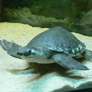 Pig-nosed Turtle Facts and Pictures