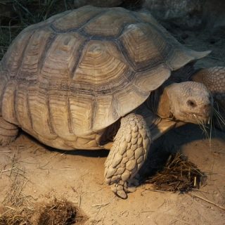 Sulcata Tortoise Facts and Pictures