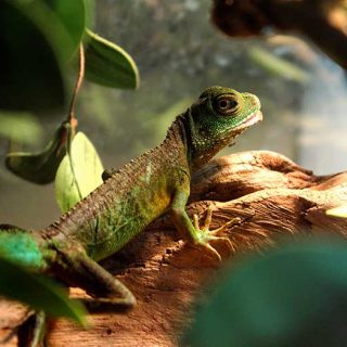 Chinese Water Dragon Facts and Pictures