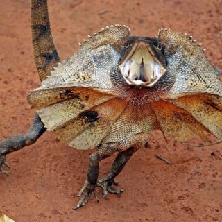 Frilled Lizard Facts and Pictures