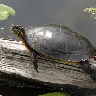 Painted Turtle Facts and Pictures