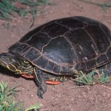 Western Painted Turtle Facts and Pictures