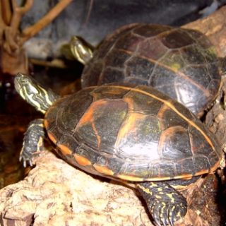 Southern Painted Turtle Facts and Pictures