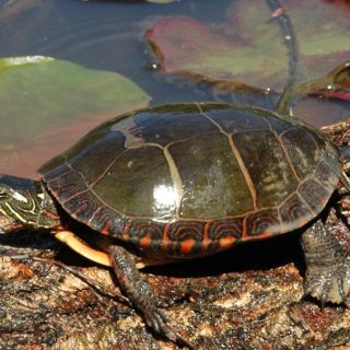 Eastern Painted Turtle Facts and Pictures