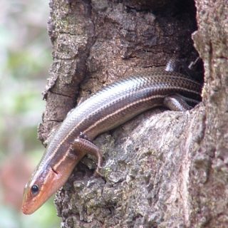 Coal Skink Facts And Pictures