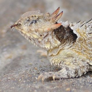 Coast Horned Lizard Facts and Pictures