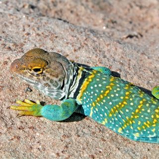 Collared Lizard Facts and Pictures