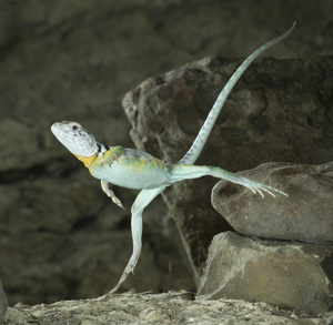 Collared Lizard Running – Reptile Fact