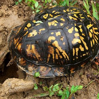 Western Painted Turtle Facts and Pictures