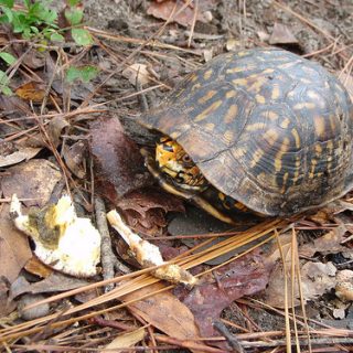 Common Box Turtle Facts and Pictures