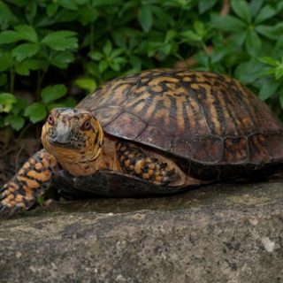 Common Box Turtle Facts and Pictures