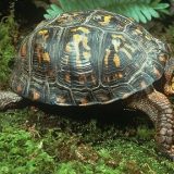 Common Box Turtle Facts and Pictures