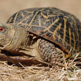 Common Box Turtle Facts and Pictures