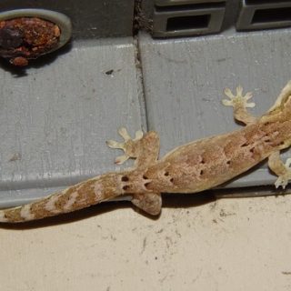 Mourning Gecko Facts and Pictures