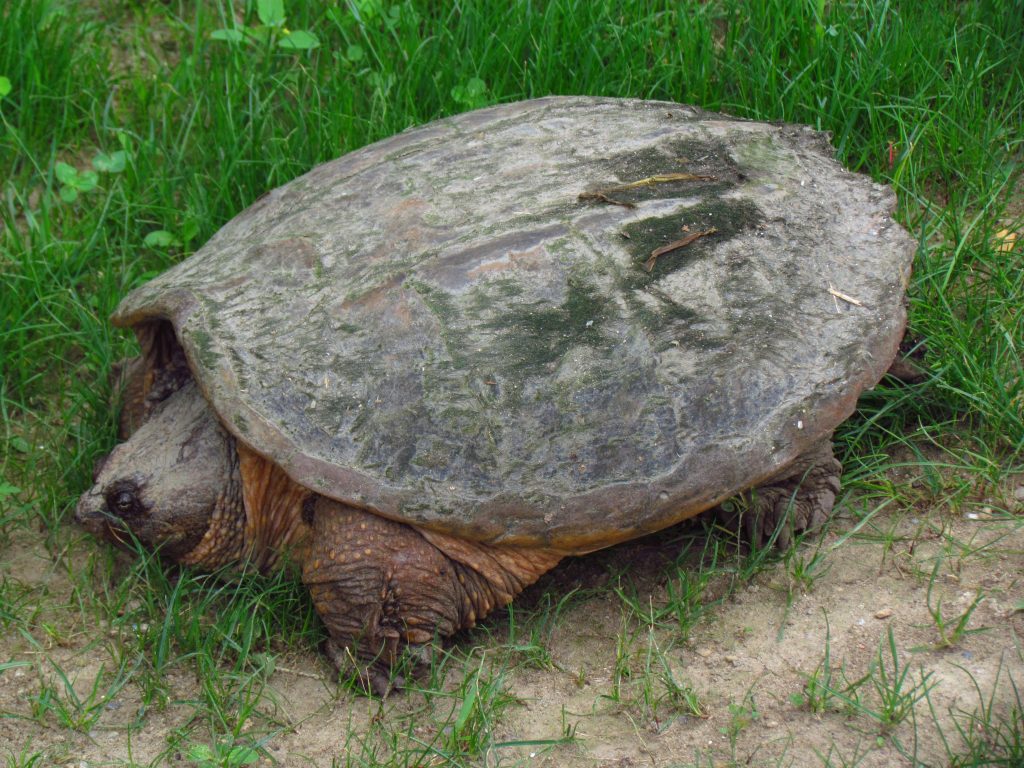 Common Snapping Turtle Facts and Pictures