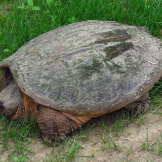 Eastern Long Neck Turtle Facts and Pictures