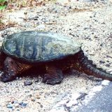 Common Snapping Turtle Facts and Pictures