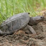 Common Snapping Turtle Facts and Pictures