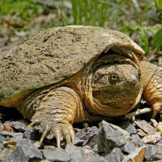 Common Snapping Turtle Facts and Pictures