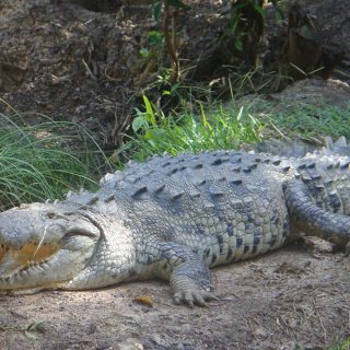 Chinese Alligator Facts and Pictures | Reptile Fact