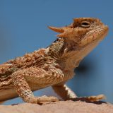 Desert Horned Lizard Facts and Pictures