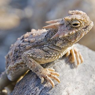 Desert Horned Lizard Facts and Pictures | Reptile Fact