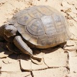 Desert Tortoise Facts and Pictures