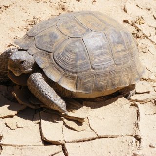 Bolson Tortoise Facts and Pictures