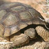 Desert Tortoise Facts and Pictures