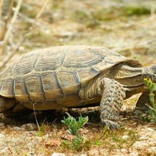 Desert Tortoise Facts and Pictures