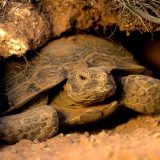 Desert Tortoise Facts and Pictures