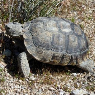 Desert Tortoise Facts and Pictures