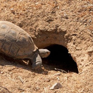 Desert Tortoise Facts and Pictures