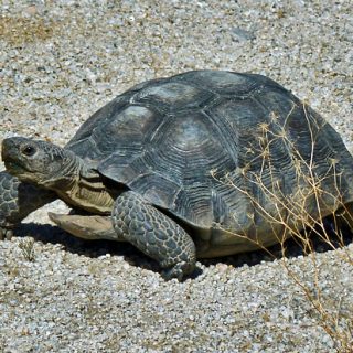 Desert Tortoise Facts and Pictures