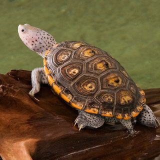 Diamondback Terrapin Facts and Pictures