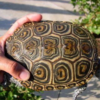 Diamondback Terrapin Facts and Pictures