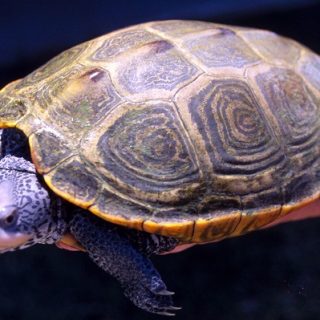 Diamondback Terrapin Facts and Pictures