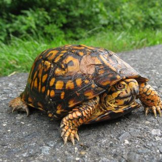 Bog Turtle Facts and Pictures