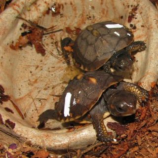 Eastern Box Turtle Facts and Pictures