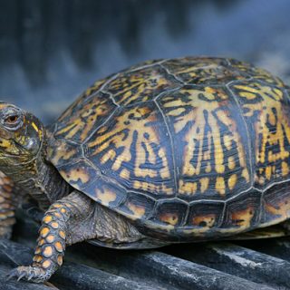 Eastern Box Turtle Facts and Pictures