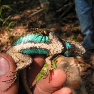 Eastern Fence Lizard Facts and Pictures