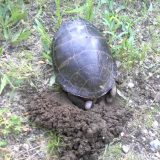 Eastern Painted Turtle Facts and Pictures