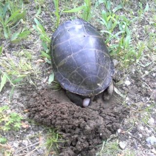 Eastern Painted Turtle Facts And Pictures   Eastern Painted Turtle Eggs 320x320 