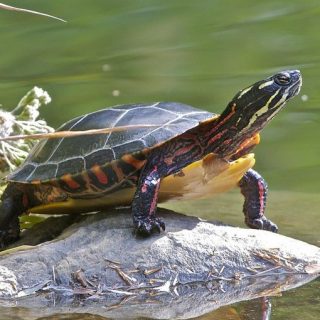 Eastern Painted Turtle Facts and Pictures