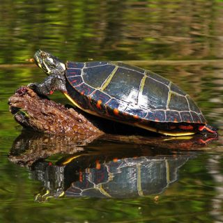 Eastern Painted Turtle Facts and Pictures