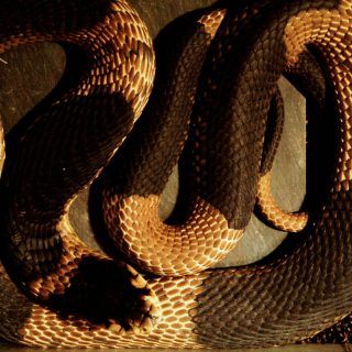 Egyptian Cobra Facts and Pictures