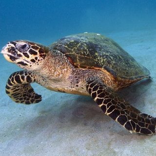 Hawksbill Sea Turtle Facts and Pictures