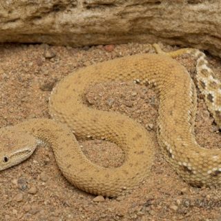 Arafura File Snake Facts and Pictures